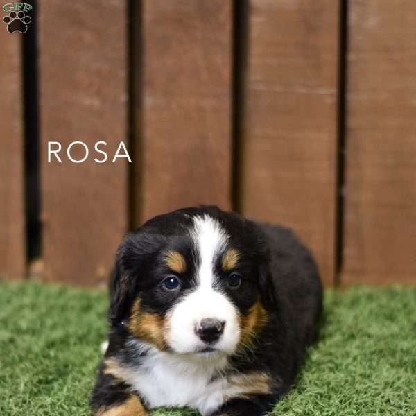 Rosa, Bernese Mountain Dog Puppy